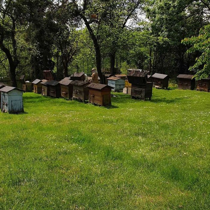 Pszczoły od pszczelarza z tradycją