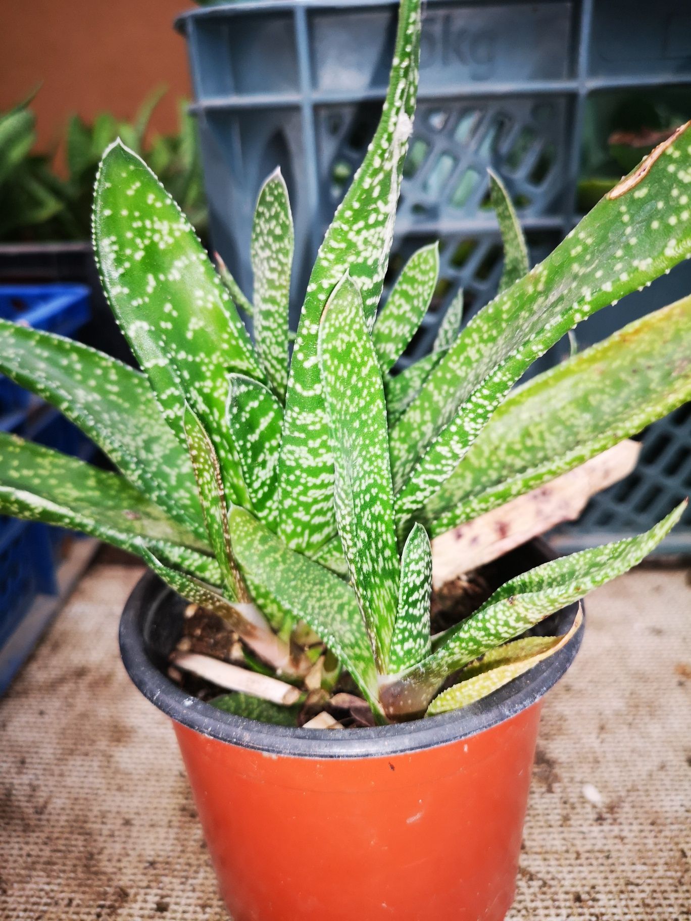 sukulenty gasteria kaktusy