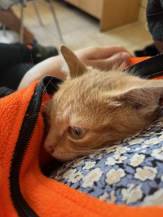 Kocurek pilnie potrzebuje domu