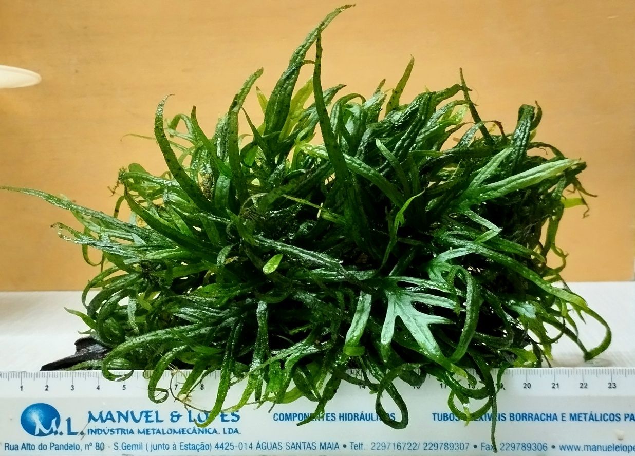 Microsorum pteropus Trident