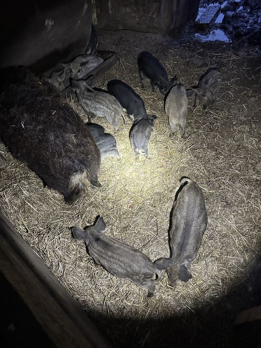 Продам поросята породи мангалиці.