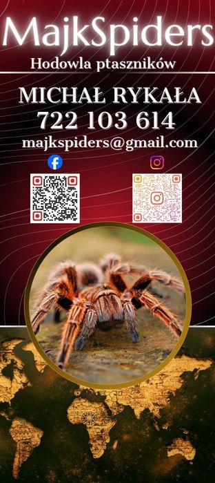 Ptaszniki nadwyżki pająki w terrarium Ptasznik gratisy!