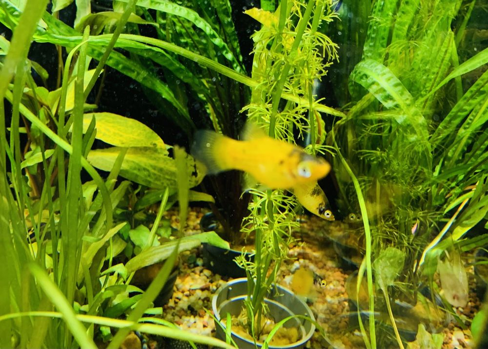 Platka Yellow  Calico