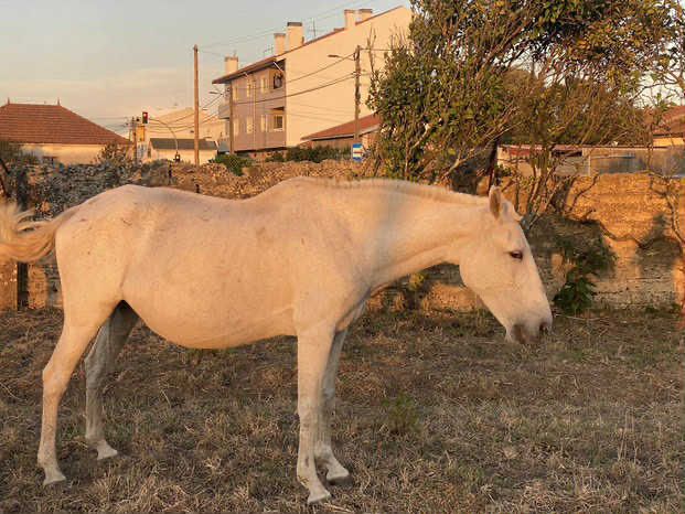 Égua cruzada cheia de 7 meses