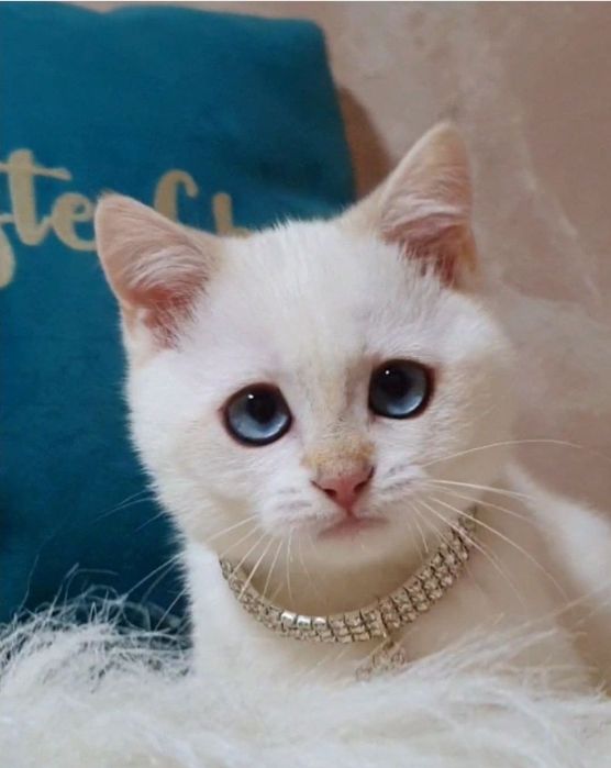 Золотой шиншилла пойнт 1233