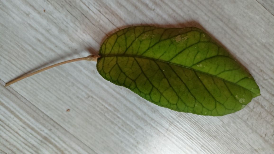 Hoya meredithi GPS 1105