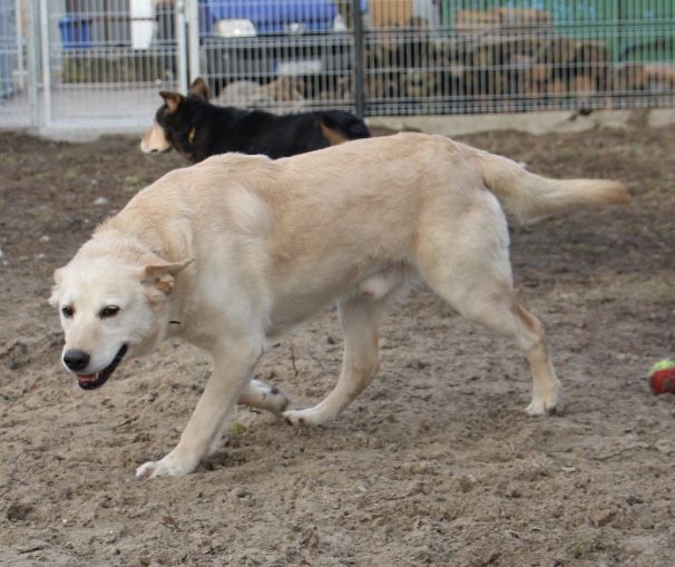 Maja i Pepe dwa kochane pieski do adopcji