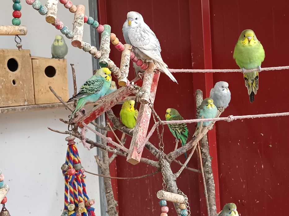 Periquito várias cores