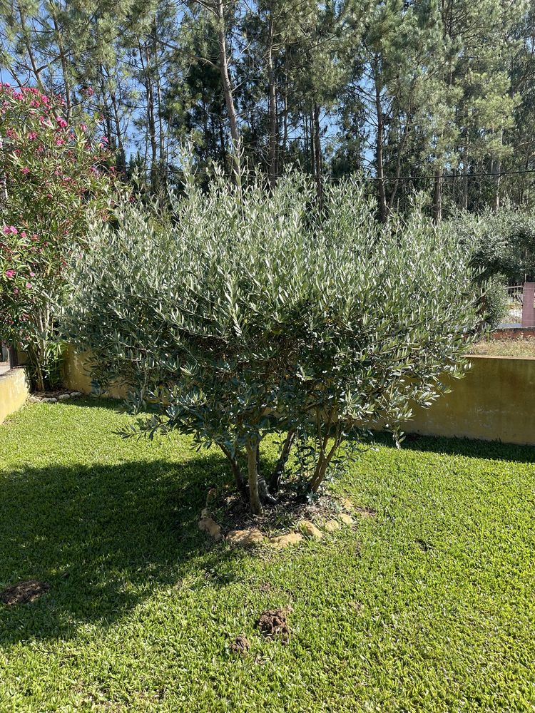 Serviços de jardinagem