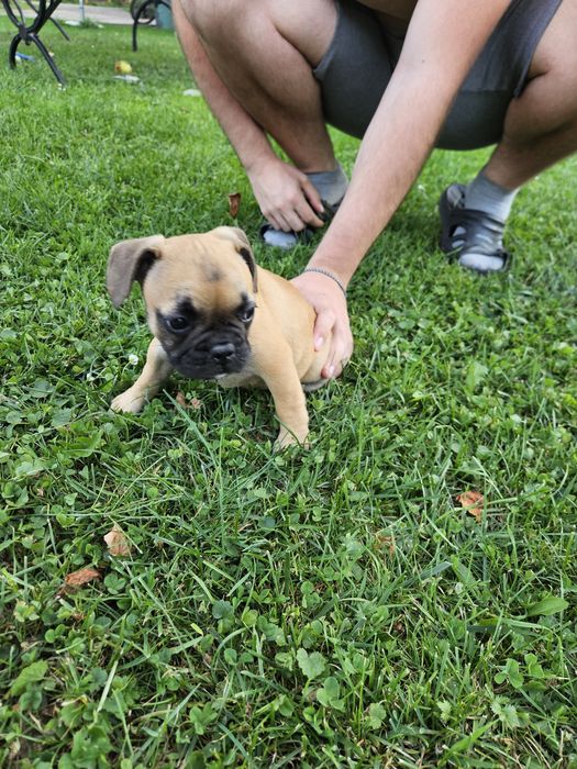 Buldog francuski