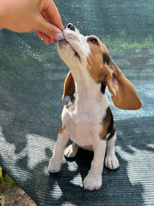 Щенята бігля готові стати частиною вашої сім’ї.