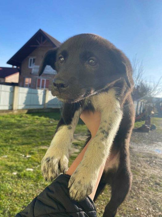 Цуценята в добрі руки