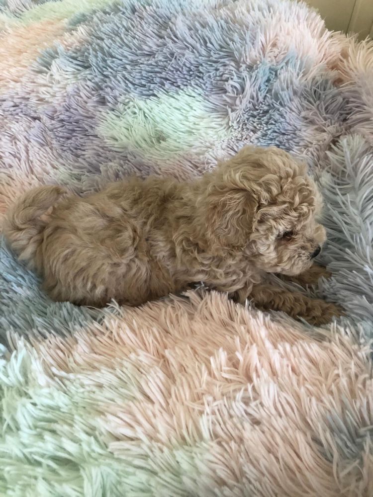 Maltipoo suczka Elsa F1B do odbioru po pudel toy