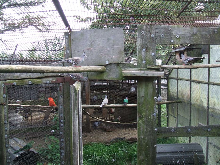 Gołąbek zielonoskrzydły