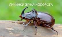 Личинки жука носорога стадия L3