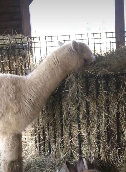 Paśnik na siano dla Lam, Alpak, Kóz i Koni