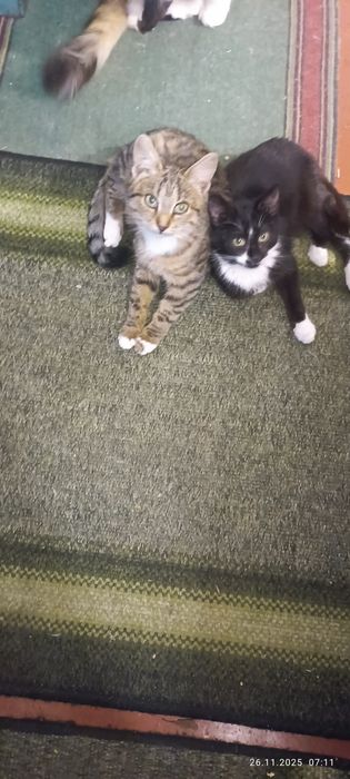 Две стилиризованные сестрички ищут дом один на двоих.