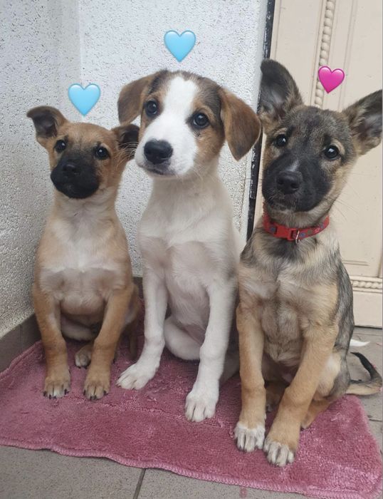 Прилаштовуємо в найкращі сімʼї двох хлопчиків, та одну дівчинку