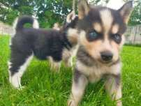 Szczeniaki rasy Husky