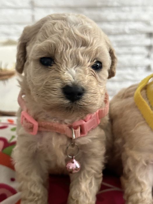 Bichpoo /Maltipoo /Poochon/Pudel sliczna suczka