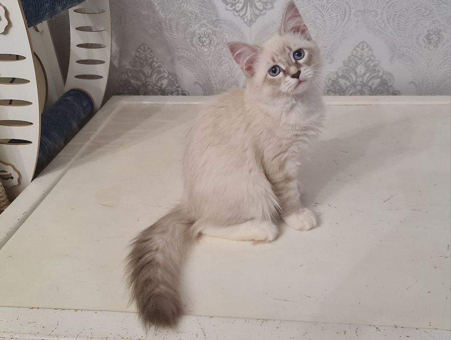 Котик сибирский (невский маскарадный)готов к переезду