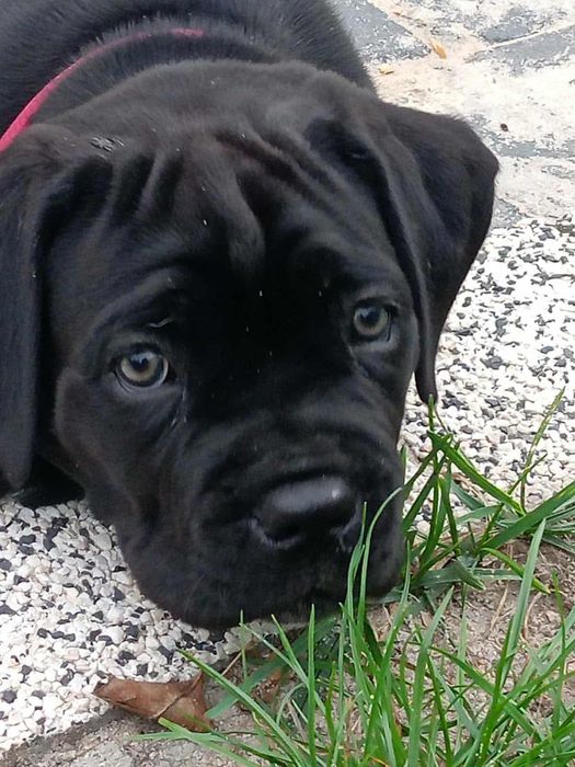 Szczeniak Cane Corso