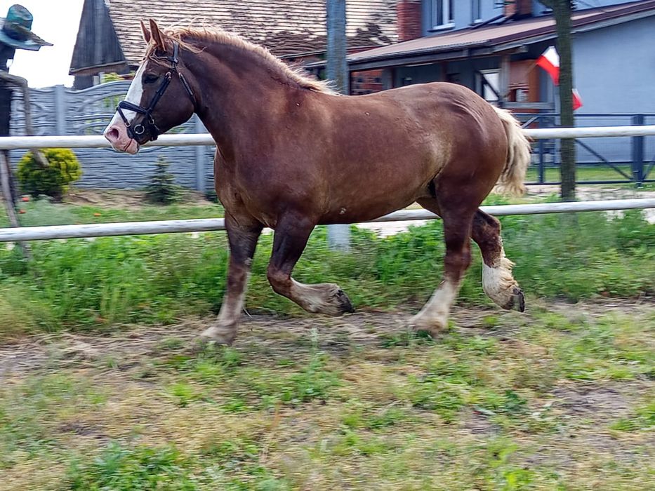 Klacz zimnokrwista źrebna