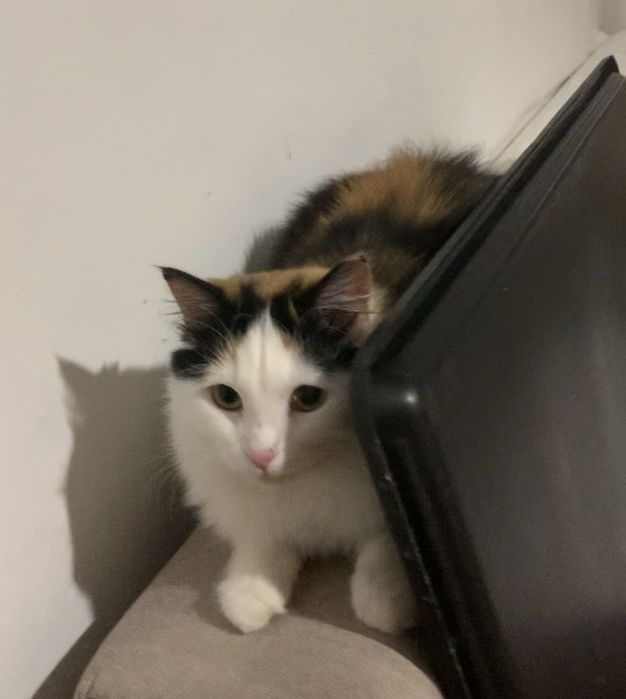 Кошка кошечка котенок