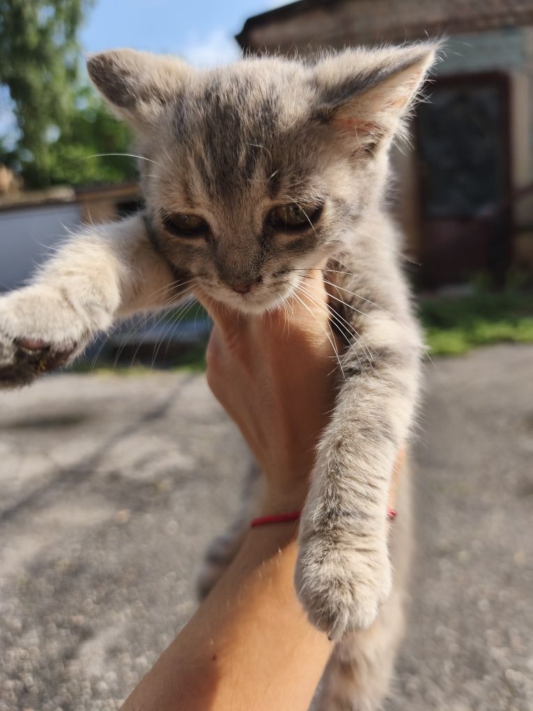 Котики- віддамо в добрі руки