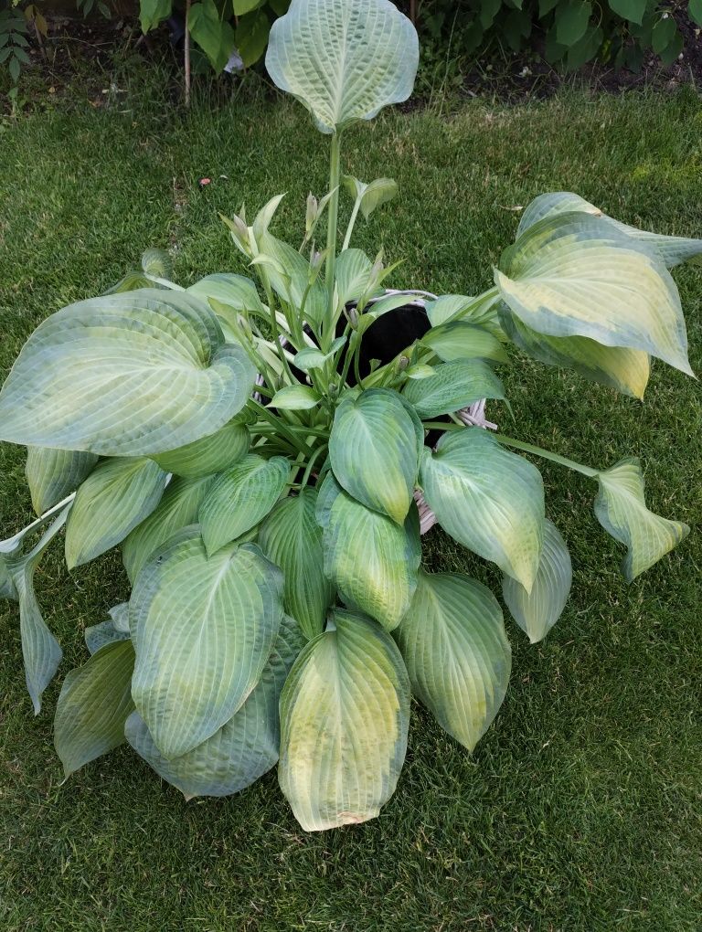 Hosta Funkia ogromna