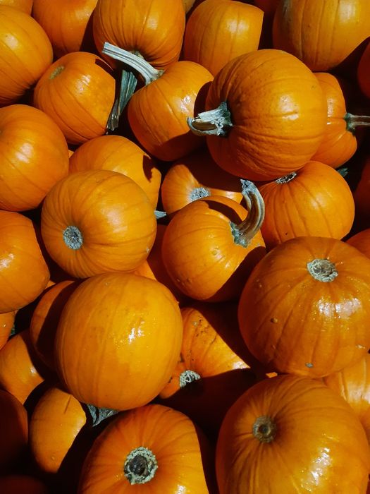 Łubin.żyto jare.owies.nostrzyk.pszenżyto.seradela.rzodkiew.facelia.gry