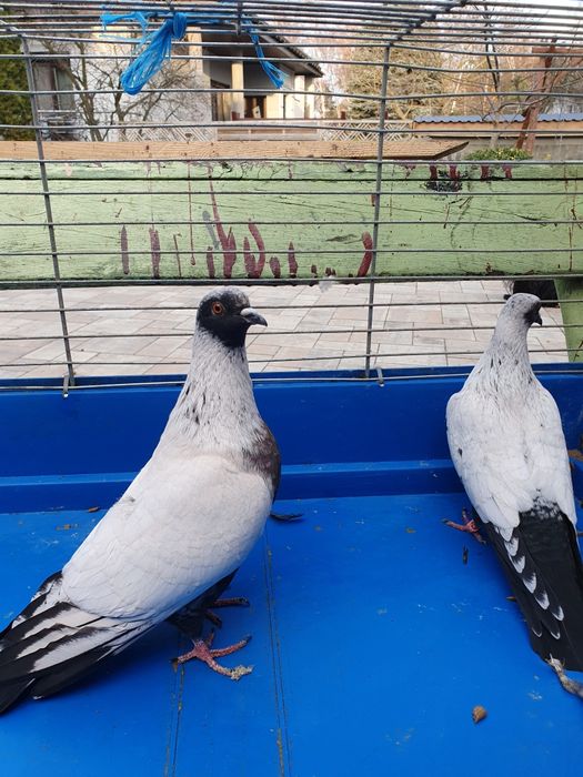 Gołębie z 2025 roku