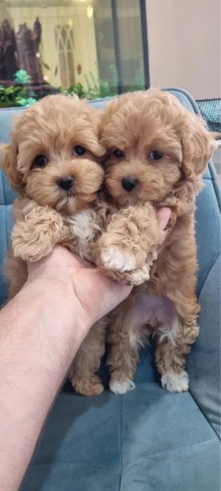 Ексклюзив‼️Обмежена кількість щенят Мальтипу Мини мальтипу Мальтіпу