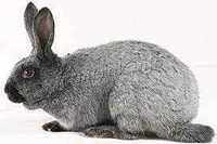 Кролики породы Полтавское Серебро