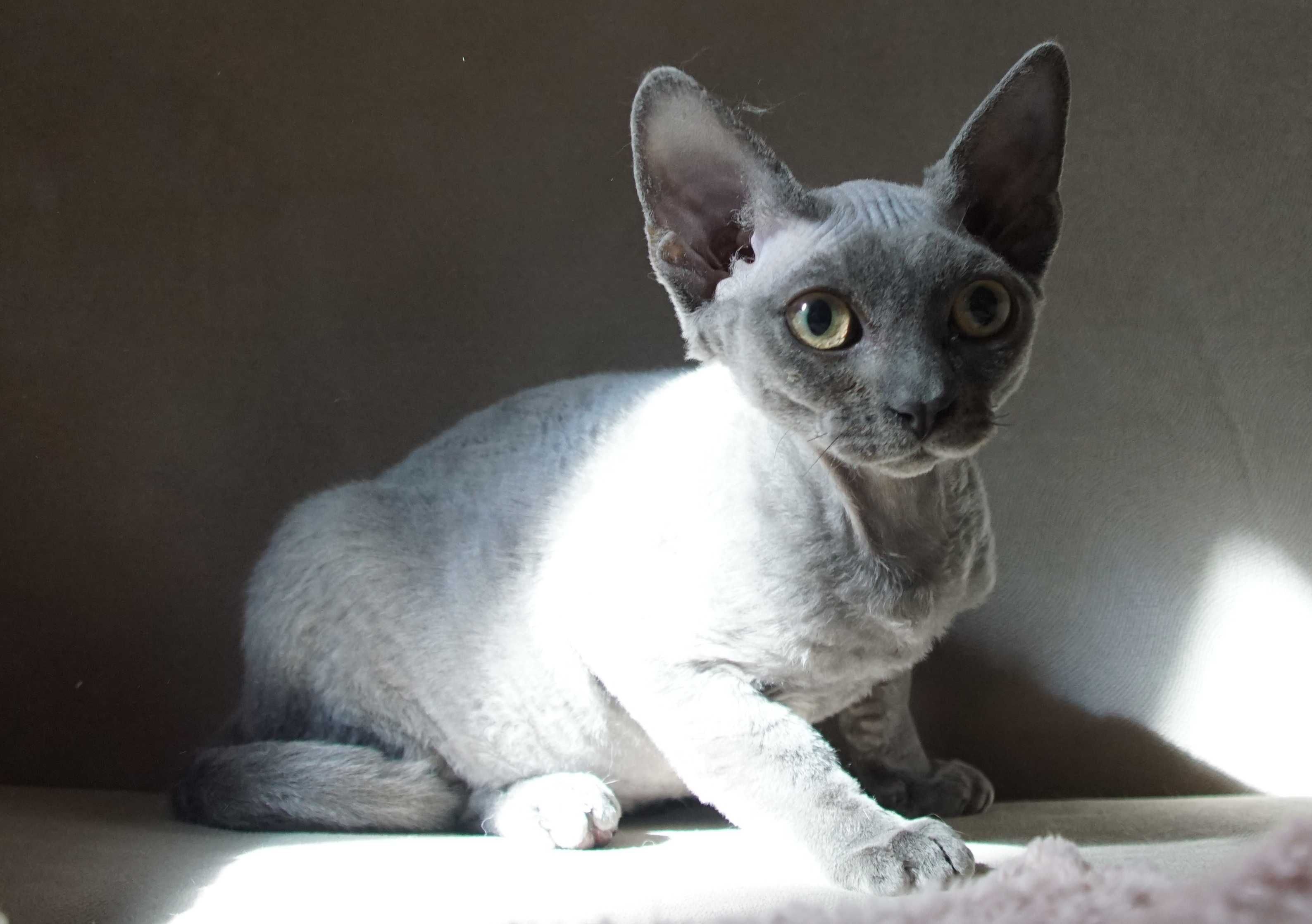 Kocurek Devon rex niebieski