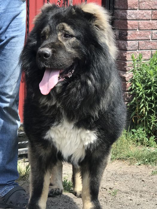 Кобель на вязку