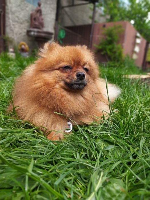 Померанский шпиц на вязку