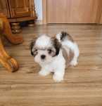 Shih-tzu  Tricolor  suczka z rodowodem