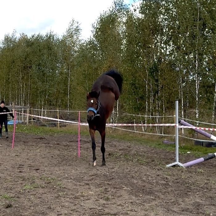 Klacz prospekt sportowy wkkw skoki