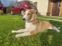 Owczarek szkocki collie owczarki szkockie pies