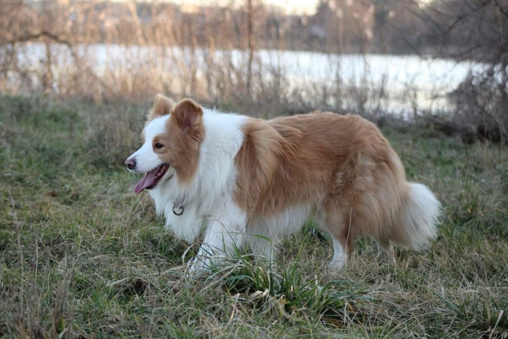 Border Collie FCI