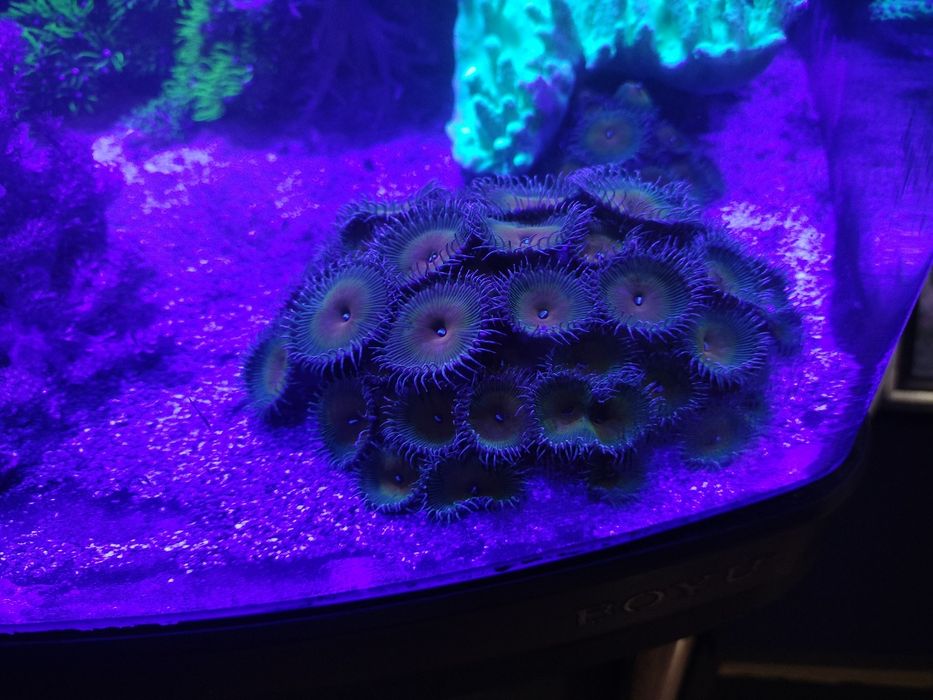 Coral palythoa colônia