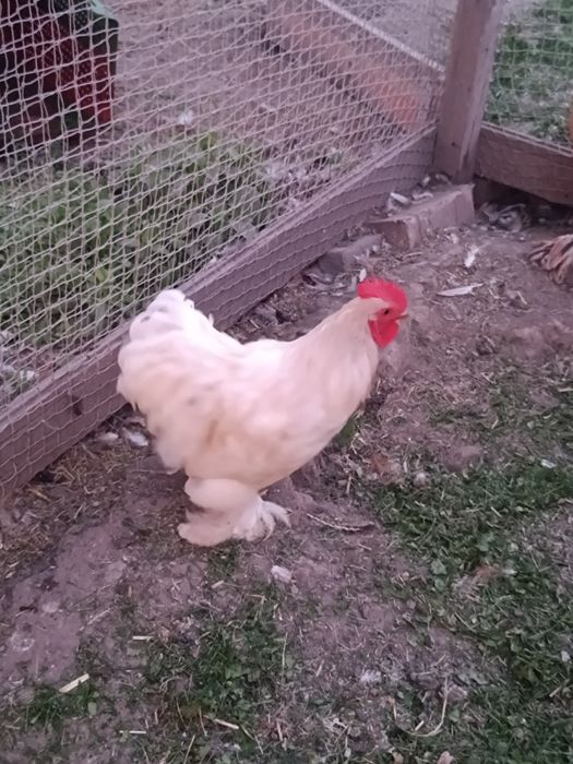 Sprzedam albo zamienię koguta kochin miniaturka