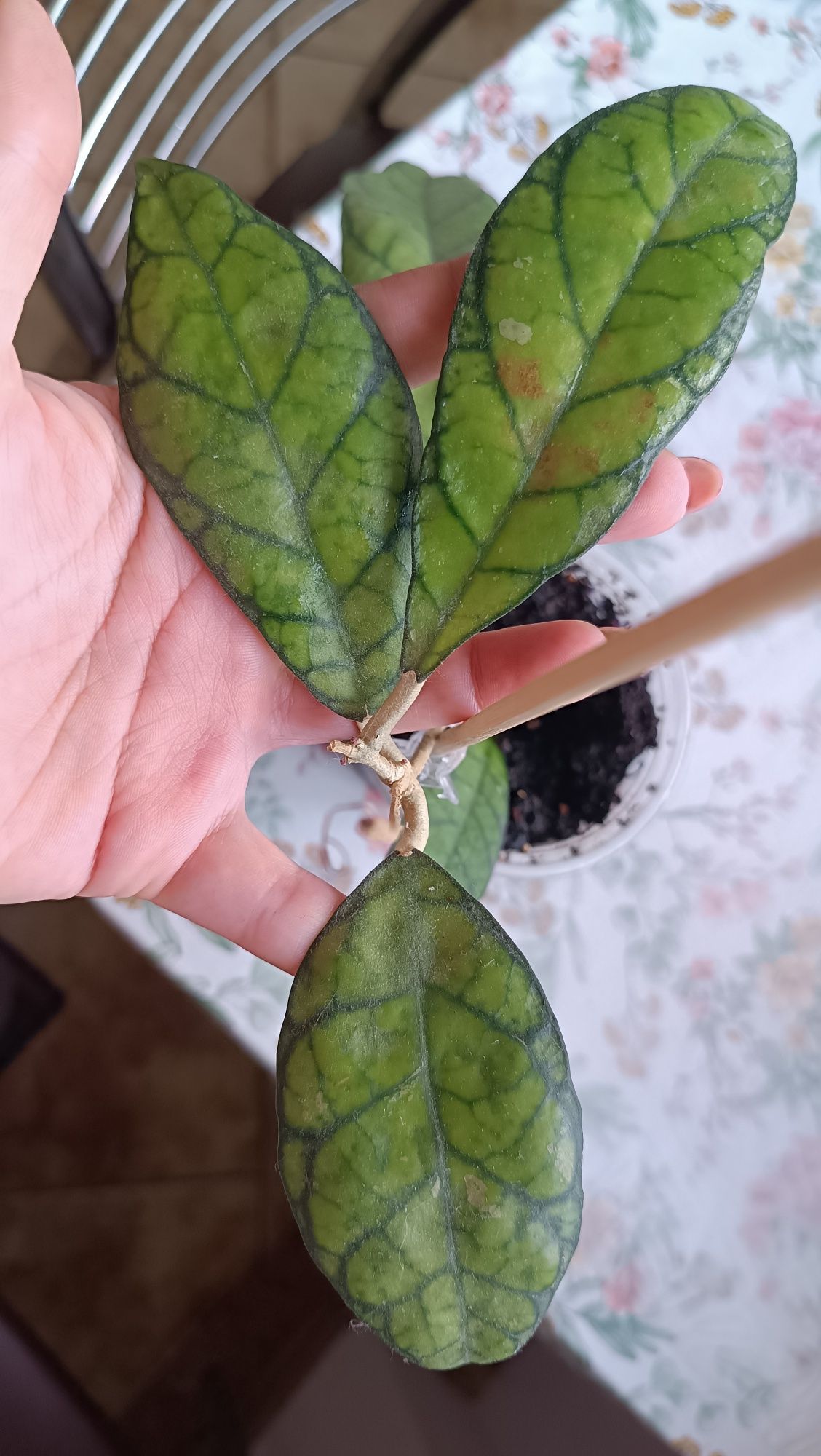 Hoya hoja Callistophylla Long Leaves cała, z pączkami