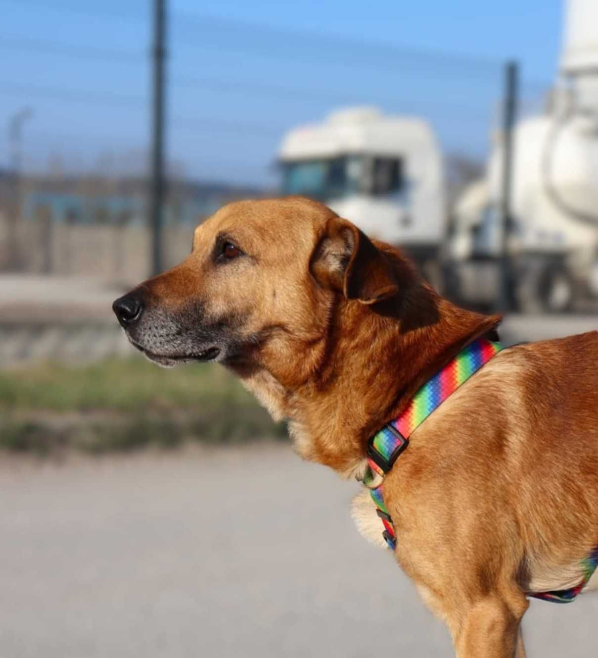 Rozbój szuka domu