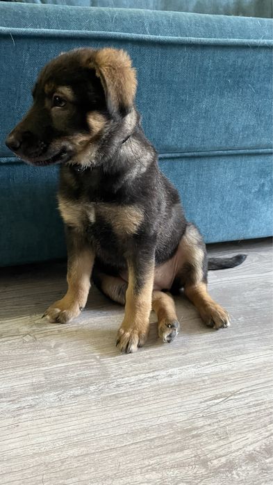 Отдам бесплатно собаку в хорошые руки( без породы)