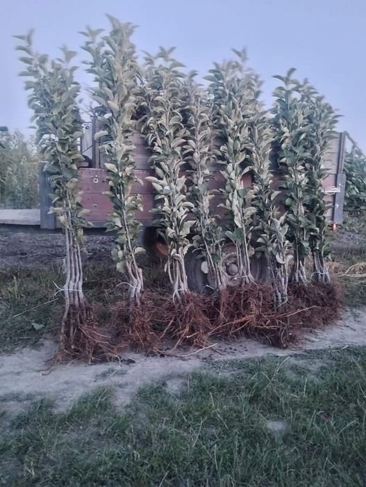 Саженцы плодовых деревьев