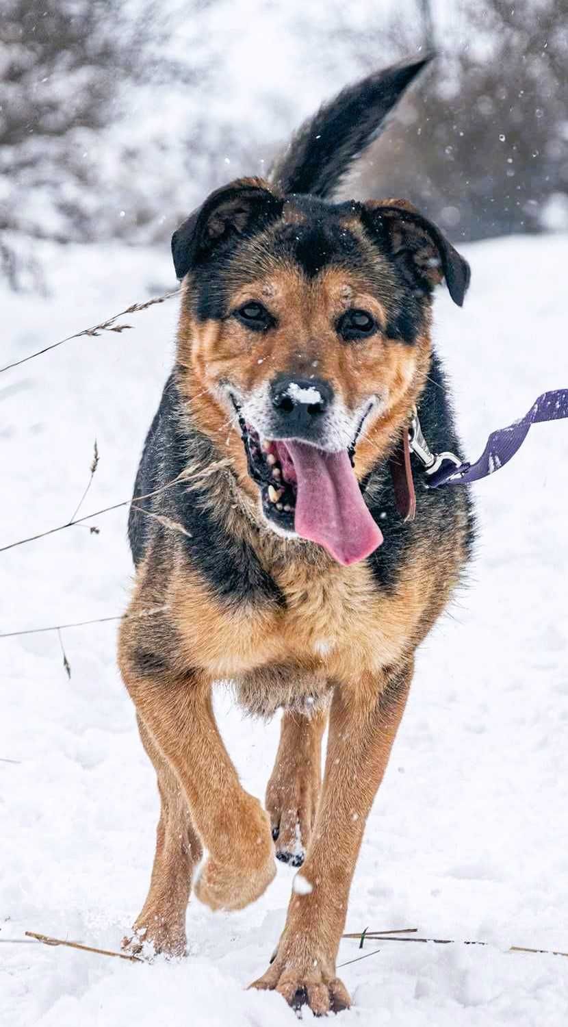 BRUTUS - cudowny psiak, zamknięty za kratami schroniska szuka domu