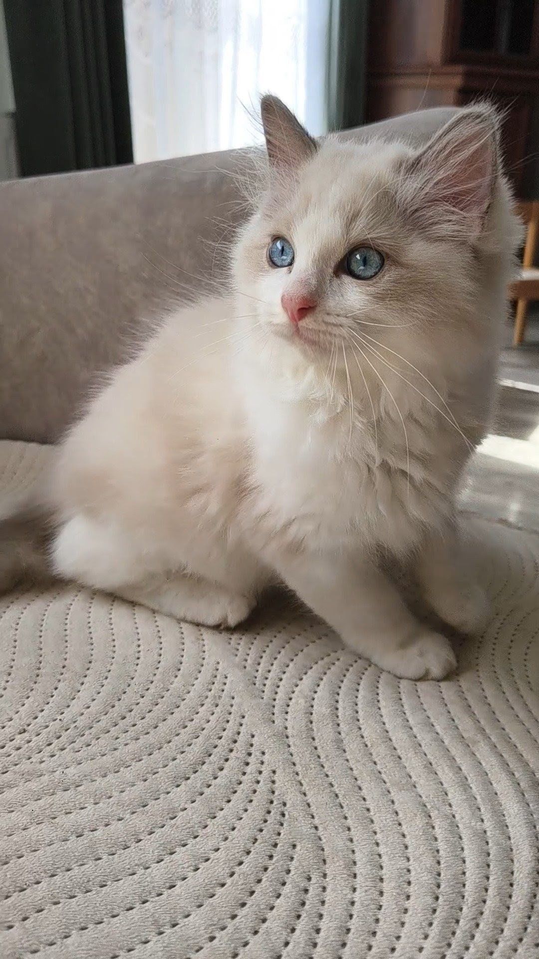Ragdoll Kocurek Nelson
