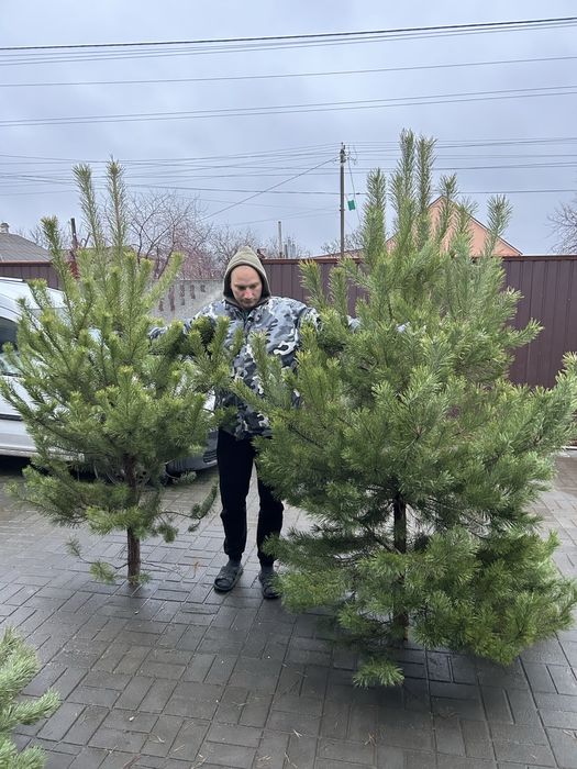 Новогодняя сосно ёлка новорічна ялинка